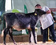14ª Expo Girolando em Barra Mansa reúne 250 animais de alto padrão genético