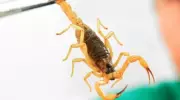 Acidentes com escorpião crescem 25% em SP; mortes e falta de soro preocupam