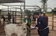 Adaf confirma novo caso de raiva animal em Presidente Figueiredo