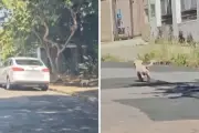 Advogada é presa por abandonar cão idoso em Campinas; animal foi resgatado