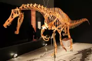 Alemanha devolverá fóssil de dinossauro brasileiro Irritator challengeri