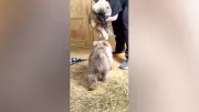 Amizade improvável: filhotes de urso e cachorro viram inseparáveis na Rússia