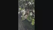 Asa-delta cai no Jardim Botânico: piloto de 71 anos é resgatado sem ferimentos