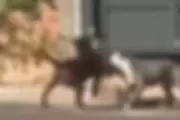 Ataque de pitbulls mata vira-lata em via pública de Matão