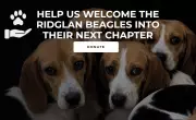 Ativistas resgatam 1,5 mil beagles de centro de pesquisa nos EUA