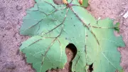 Bactérias na fruticultura: Xanthomonas exige manejo constante no Vale do São Francisco