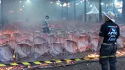 Bastidores do maior churrasco do mundo: 600 costelas assadas em Cascavel