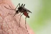 Bebê indígena de 48 dias é 10ª vítima de chikungunya em Dourados
