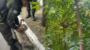 Bicho-preguiça é resgatado perto de fiação elétrica em Teresina