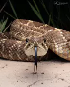 Biólogo registra serpentes raras e revela segredos da profissão