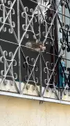 Cabeça de gato é encontrada pendurada em janela em Divinópolis