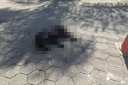 Cachorro arrastado por mais de 1 km morre; carro apreendido em Caraguatatuba