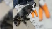 Cachorro atropelado por carro em alta velocidade e contramão em Votorantim
