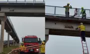 Cachorro caramelo preso em passarela é resgatado por bombeiros em SC