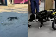 Cachorro paraplégico após atropelamento é resgatado e ganha cadeira de rodas em Cubatão