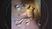 Cachorro resgatado amarrado e sem água morre horas após salvamento no PR