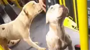 Cachorro vira-lata pega carona em ônibus e diverte passageiros em SP