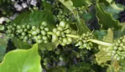 Café robusta amazônico se destaca no Cerrado de Roraima