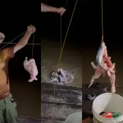 Candiru-açu devora frango inteiro em menos de 2 minutos em Rondônia