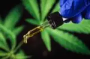 Cannabis medicinal cresce mais rápido que antidepressivos no Brasil