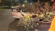Carro colide contra árvore na avenida Rondon Pacheco em Uberlândia
