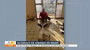Casal acumula 150 gatos em dois apartamentos em condomínio de Belém