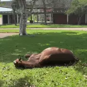 Cavalo Caramelo ganha estátua em Estrela como símbolo de resistência às enchentes no RS