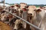 China autoriza três frigoríficos brasileiros a retomar embarques de carne bovina