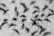 Cientista brasileiro aposta em 'wolbitos' contra dengue, mas expansão esbarra em desafios
