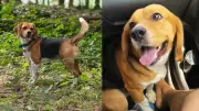 Cão da raça beagle desaparece em Teresina; tutor oferece recompensa