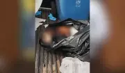 Cão encontrado vivo em saco de lixo morre após maus-tratos em Presidente Prudente