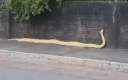Cobra píton albina resgatada em Aruanã é apreendida e levada a zoológico particular