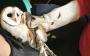 Coruja resgatada é devolvida à natureza em Nossa Senhora da Glória