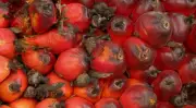 Dendê em sistema agroflorestal transforma produção no Pará com ganhos de até 38%