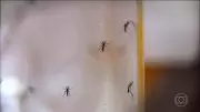 Dengue volta a preocupar Goiás e Tocantins com explosão de casos graves