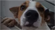 Denúncias de maus-tratos a animais disparam 5 vezes em SP em 2025