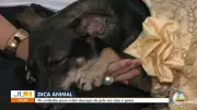 Dica Animal: saiba como evitar doenças de pele em cães e gatos