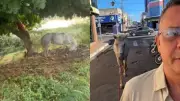 Empresário resgata cavalo de ataque de marimbondos e é picado no Piauí