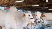 ExpoZebu 2026 reúne pecuaristas globais em Uberaba com inovações genéticas