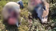 Fazendeiro denuncia furto e abate de duas vacas em Uberaba