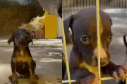 Feira de adoção de pets em Cuiabá oferece 34 animais neste sábado