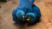 Fidelidade animal: arara-azul e lobo-guará como exemplos de estratégia de sobrevivência