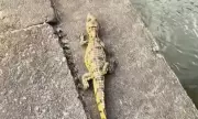 Filhote de jacaré resgatado em pneu por motoboy é solto em igarapé em Manaus