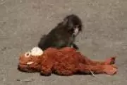 Filhote de macaco que viralizou com pelúcia vira astro no Japão e salva zoológico