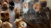 Fiscalização resgata 40 cães de raça em maus-tratos em canil de Uberlândia
