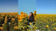 Fotógrafa registra 'mar de girassóis' de 600 hectares no Piauí; visitação gratuita