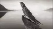 Fotógrafo registra imagens de lago que petrifica animais na África