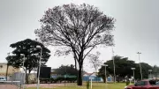 Frente fria traz queda de temperatura e risco de temporais em MS