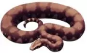 Fóssil de serpente gigante 'Vasuki indicus' é descoberto na Índia