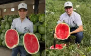 Galã da melancia: goiano viraliza ao vender frutas com roteiro e carisma